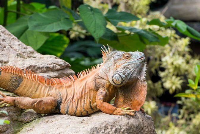 Picture of Large iguana