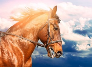 Picture of Portrait of bay horse in the background of the cloudy sky