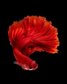 Obrázek Red siamese fighting fish