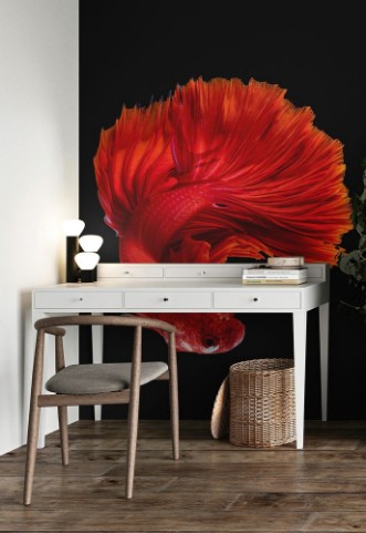 Picture of Red siamese fighting fish