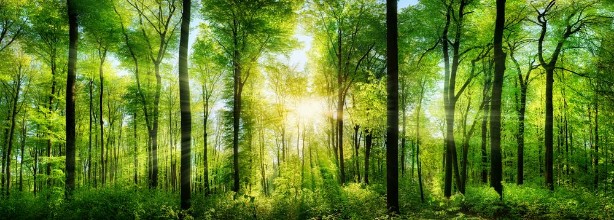 Kép Wald Panorama mit Sonnenstrahlen