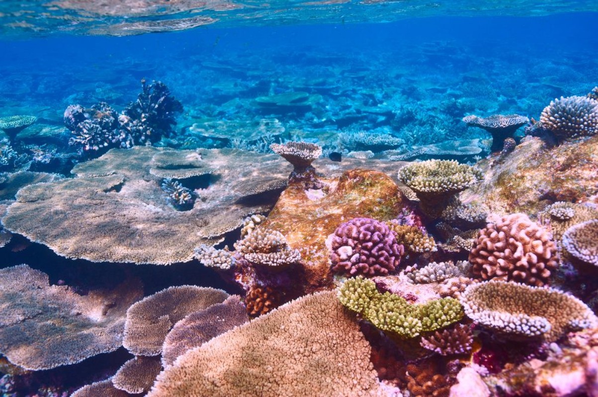 Picture of Coral reef at Maldives