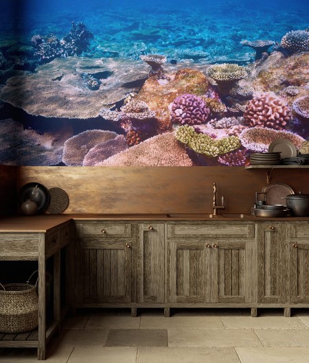 Picture of Coral reef at Maldives