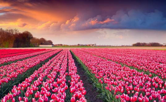 Picture of Colorful spring sunrise on the tulip farm near the Creil town