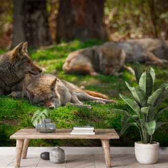 Ritratt ta’ Pack of Coyotes Sleeping and Resting in Forest