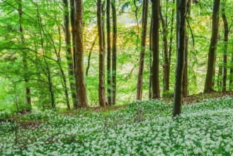 Obrazek Spring in the Woods