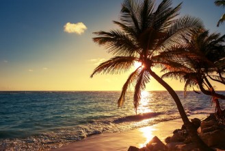 Attēls Palm tree on the tropical beach