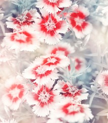Bild von Carnation Flowers Background