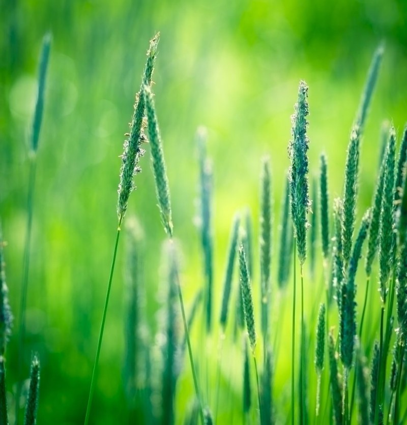 Image de Beautiful high grass 