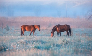 Afbeeldingen van Horse