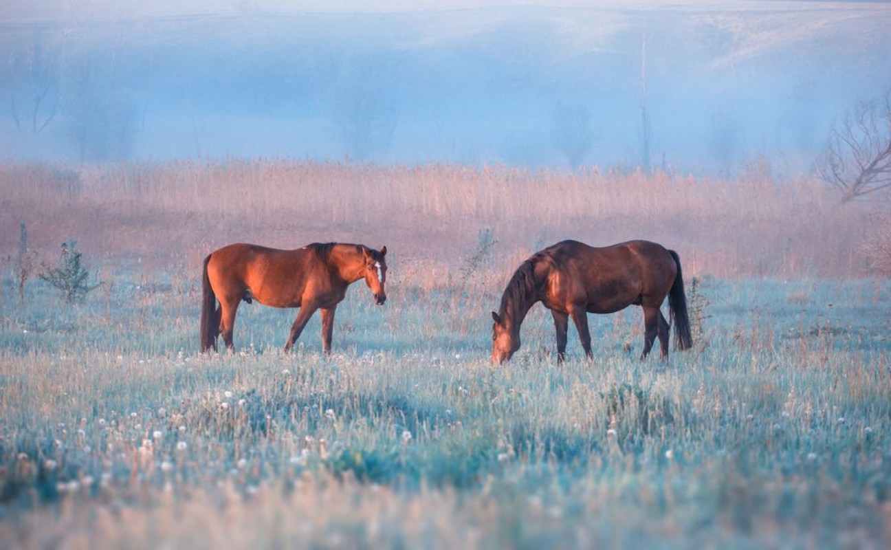 Afbeeldingen van Horse