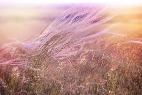 Picture of Fluffy grass - softness high grass