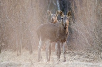 Ritratt ta’ Two elks Watching