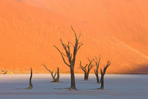 Picture of Dead Vlei in der Namib