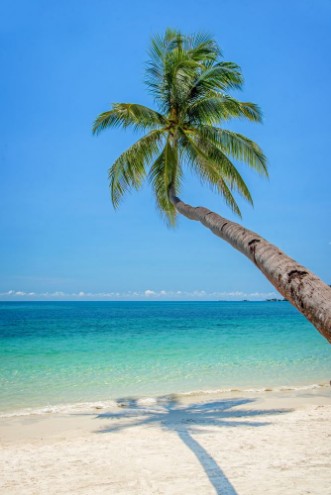 Afbeeldingen van Leaning palm tree over a beach with turquoise sea