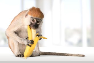 Image de Monkey Banana Primate