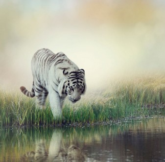 White Tiger photowallpaper Scandiwall