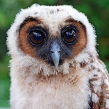 Obrázek Ural owl or strix uralensis bird