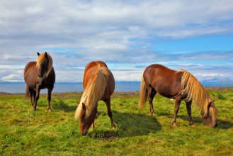 Pilt Charming horses