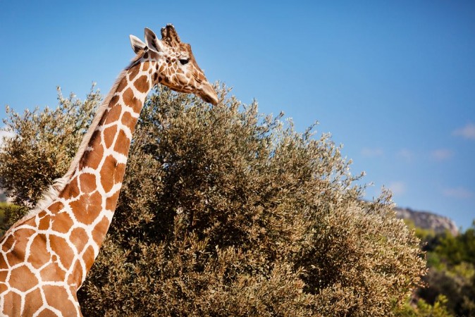 Picture of African Giraffe