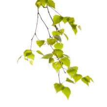 Bild von Birch branch