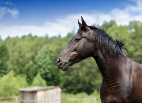 Afbeeldingen van Ko polski portret