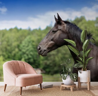 Afbeeldingen van Ko polski portret