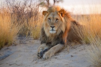 Picture of Big male African lion Kalahari desert
