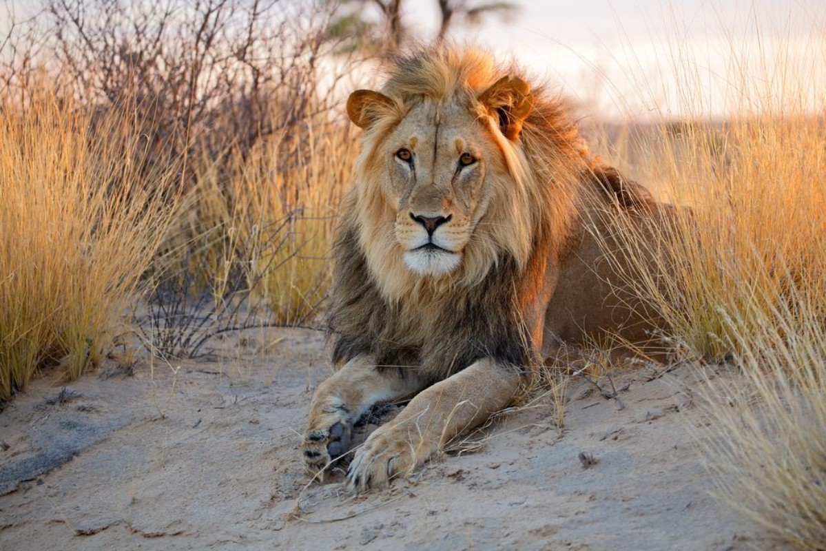Picture of Big male African lion Kalahari desert