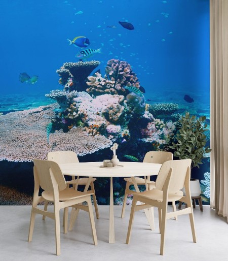 Picture of Coral reef at Maldives