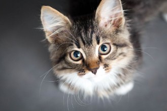 Image de Little Fluffy Kitten