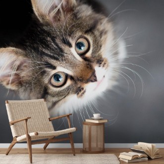 Picture of Little fluffy kitten on a gray background