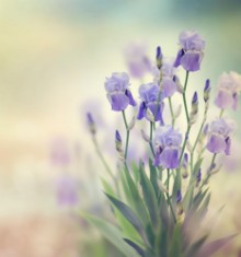 Снимка на Iris Flowers