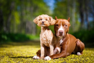Attēls American Pit Bull Terrier