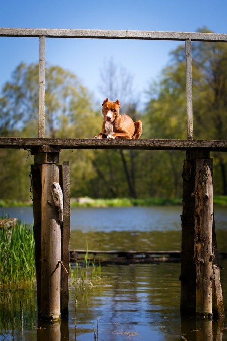 Picture of American Pit Bull Terrier