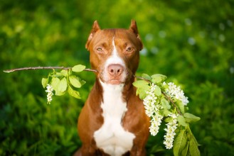 Picture of American Pit Bull Terrier