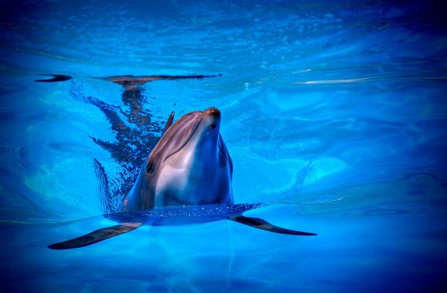 Afbeeldingen van Delfn 