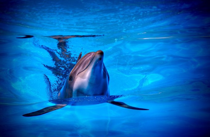 Afbeeldingen van Delfn 