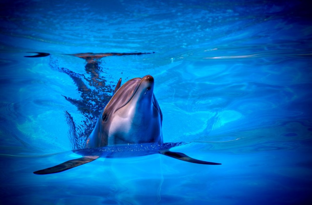 Afbeeldingen van Delfn 