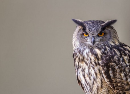 Afbeeldingen van Eule