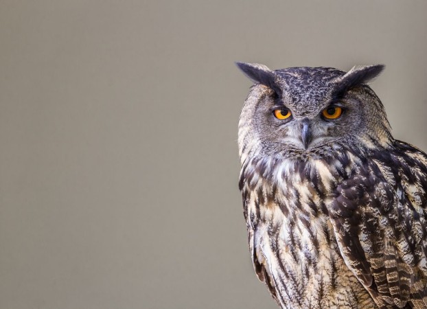 Afbeeldingen van Eule