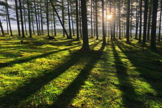 Bild von Sunny forest