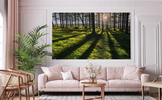 Picture of Sunny forest