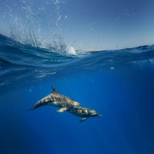 Ritratt ta’ Water Dolphin Split
