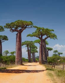 Slika Madagascar