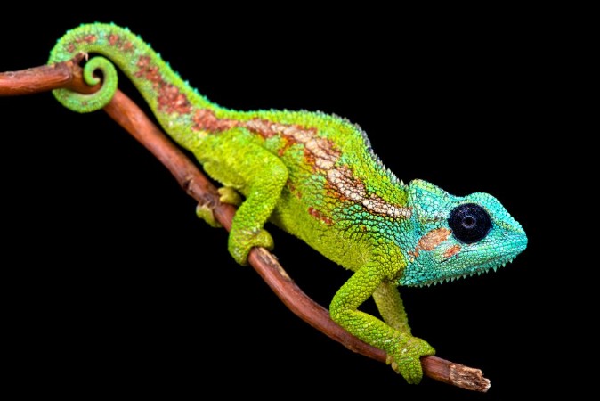 Picture of Mount Hanang Chameleon Trioceros hanangensis