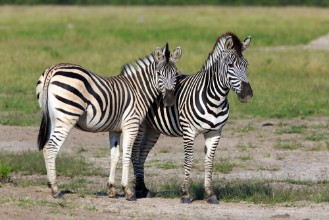 Image de Zebras