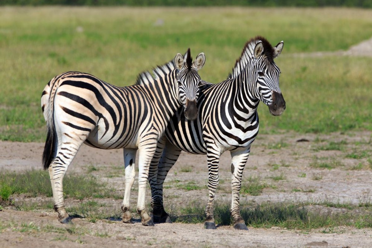 Picture of Zebras