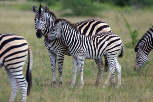 Afbeeldingen van Zebras
