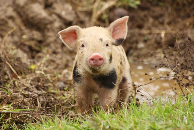 Afbeeldingen van Cute little piglet